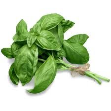 Basil