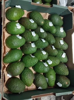 Australia Hass Avocado