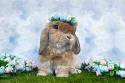 Handmade Dainty Roses Crown