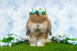 Handmade Dainty Roses Crown