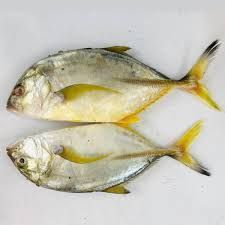 Yellow trevally/manja paarai