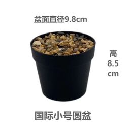 Kikopo peke yake 8.5 and 10cm  usafiri tu