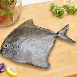 Black pomfret/karuppu vavval