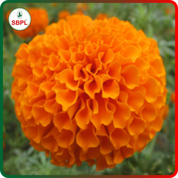 Sagar Royal Orange F1 Marigold (100 Seeds)
