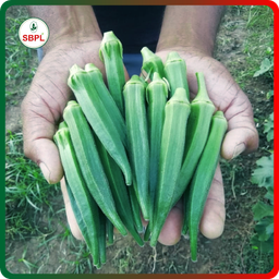 Sagar Maruti F1 Okra (250g)
