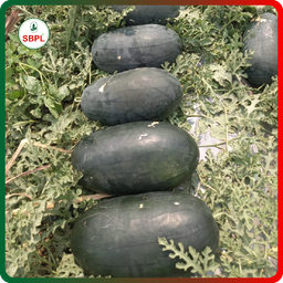 Sagar Karnal F1 Watermelon(25g)