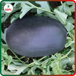 Sagar Karnal F1 Watermelon(25g)