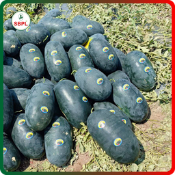 Sagar Marvel F1 Watermelon(25g)