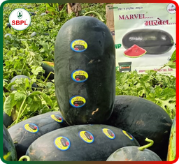 Sagar Marvel F1 Watermelon(25g)