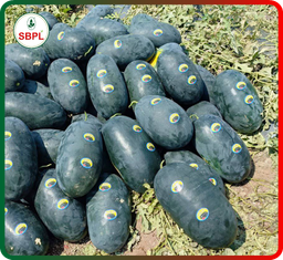 Sagar Marvel F1 Watermelon(25g)