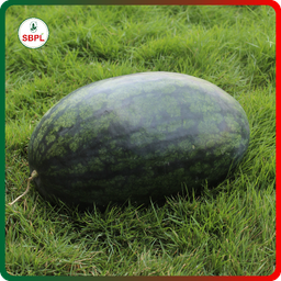 Sagar Karina King F1 Watermelon(50g)