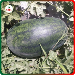 Sagar Karina King F1 Watermelon(50g)
