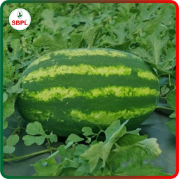 Sagar Suprem F1 Watermelon(50g)
