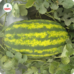 Sagar Suprem F1 Watermelon(50g)