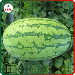 Sagar Maharaja F1 Watermelon(50g)