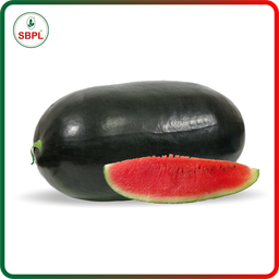 Sagar Captain F1 Watermelon(50g)