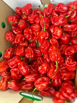 Red Peppers