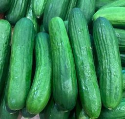 Pepinos Persa (sin semillas)