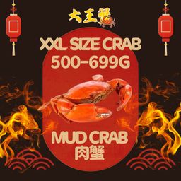 XXL SIZE 肉蟹  (500-699G)  