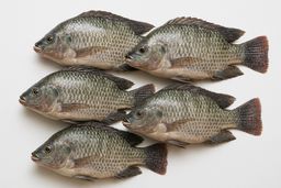 Fresh Whole Tilapia – Pack of 5