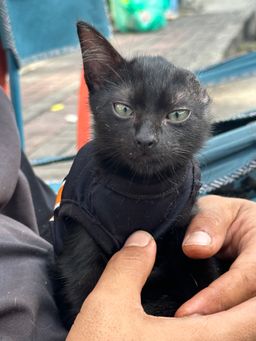 LAKSA JOHOR BY NOFORKNEEDED