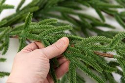 6' Norfolk Island Pine Mantle Garland