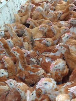 3 weeks old Sasso chick