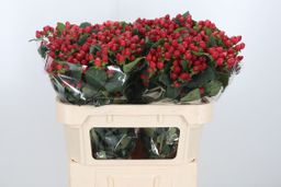 Hypericum Magic Triumph