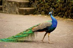 Peacock/Tausi