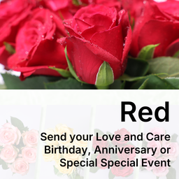 Roses Flowers {Fresh Cut} -  Red