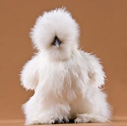 Mature silkie