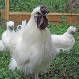Mature silkie