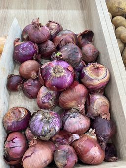 Onion violet 