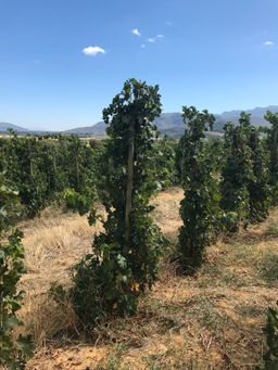 32mm Stok by Paal or Posted Vine Pole