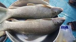 ត្រីប៉ាសេអ៊ី