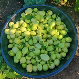 Local Eggs plants/25Bag