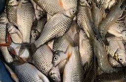 ត្រីឆ្អិន