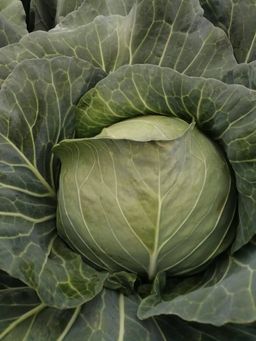 Cabbage/Head