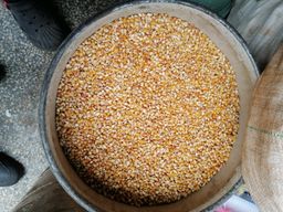 Grade A Popcorns!/Kg