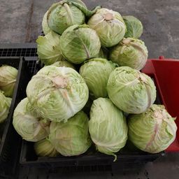 Cabbage/Head