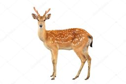 Friday Meat (Pre-Order)