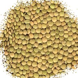 Large lentils عدس عريض