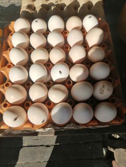 White Eggs/Tray 