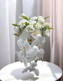 [Free Delivery] Solace