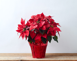  Poinsettias 