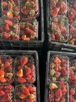 Frutilla de la Zona Kg.