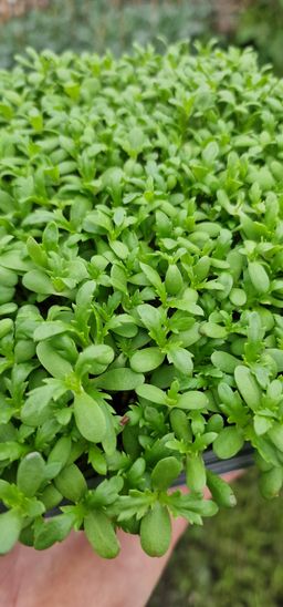 Chrysanthemum Babyleaf