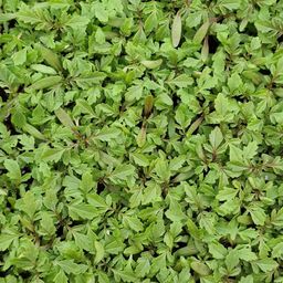 Afrikaantjes Babyleaf