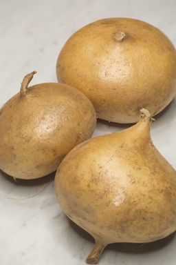 Jicama