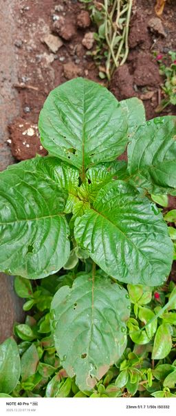 Terere (bhajee) per bunch approx 150g